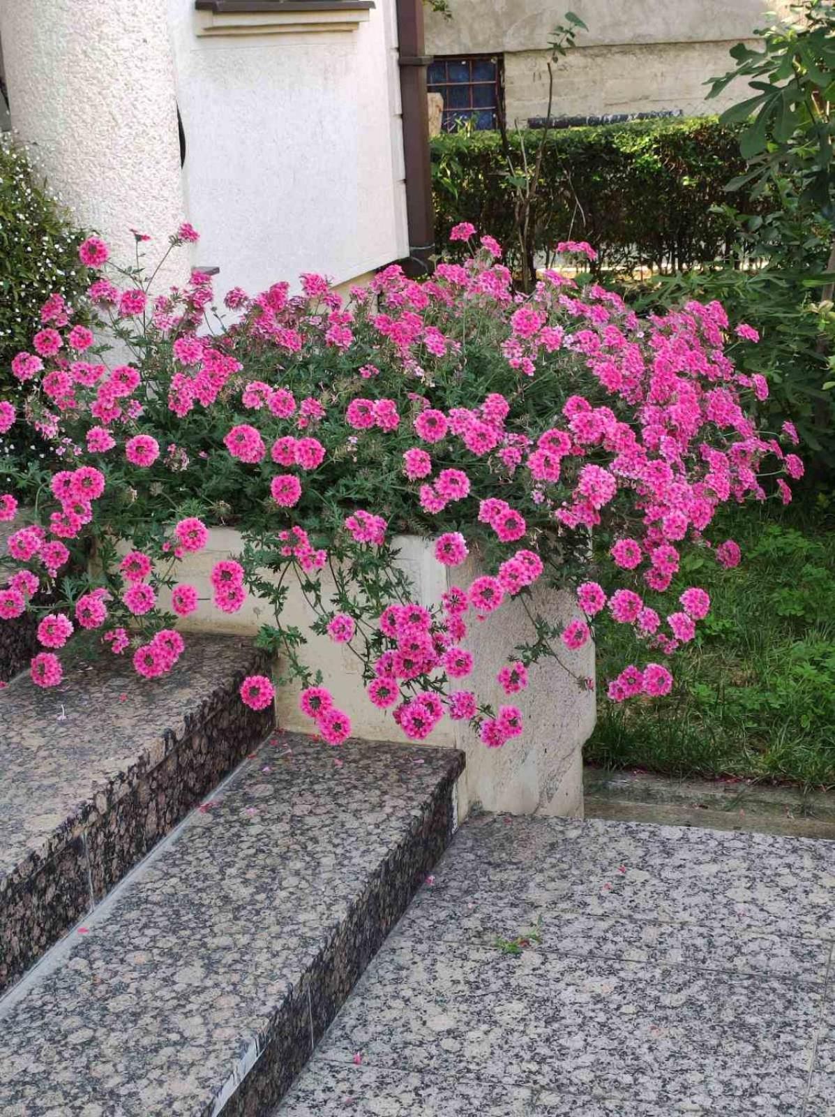 Vila Sentic Враня Екстериор снимка
